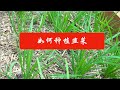 如何种植韭菜(第10期)  How to grow Chinese chives (Ep10)