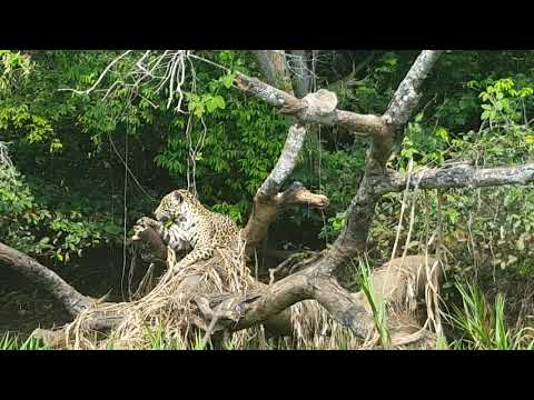 Jaguar sitting peacefully on log in Brazil