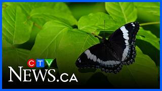 The white admiral butterfly is now the insect emblem of Quebec