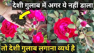 Rose plant growing & care tips.Desi gulab care & fertilizer.Best Fertilizer for rose plant.