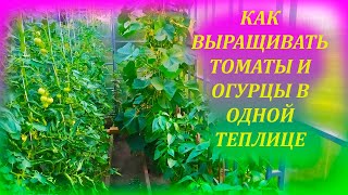 НЕ ВЫРАЩИВАЙТЕ помидоры и огурцы в одной теплице, пока не посмотрите это видео, а потом выращивайте!