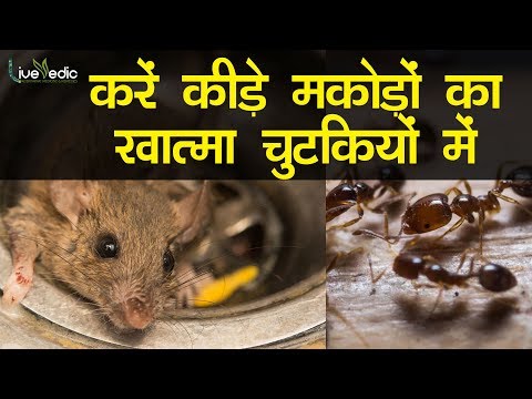 वीडियो: चूहों में घुन का प्रकोप