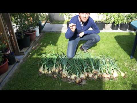 Video: Onion Moli (11 Foto's): Beschrijving Van Decoratieve Gouden Knoflook, Planten En Verzorgen Van Uien. Sollicitatie