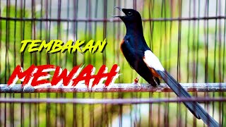 MURAI BATU TEMBAKAN CILILIN PANJANG, MASTERAN MURAI BATU BIKIN NEMBAK