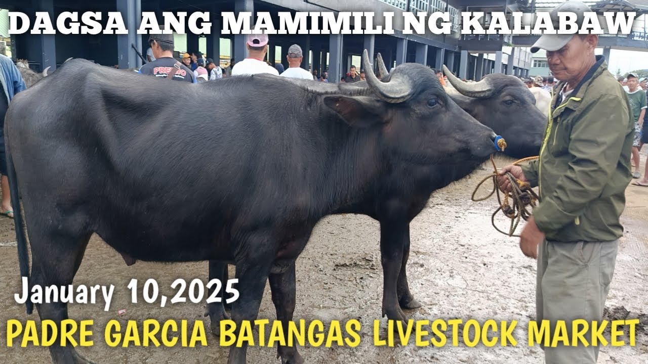 Dumagsa ang mamimili ng Alagaing Kalabaw! Padre Garcia Batangas