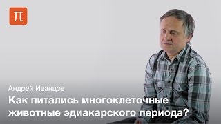 Древнейшие многоклеточные животные — Андрей Иванцов