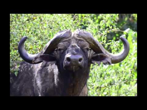 Kenya's Aberdare National Park Safari with BHS