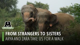 From Strangers To Sisters: Arya And Zara Take Us For A Walk!