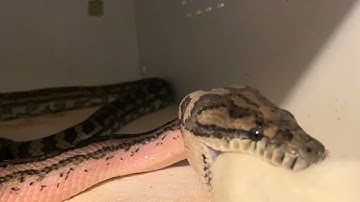 Time lapse video of Coastal Carpet Python eating