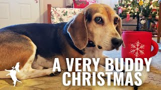 A Very Buddy Christmas - Funny Piano Dog Celebrates The Season!