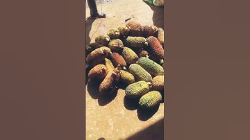 quả dứa rừng #gardening