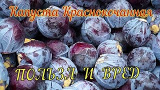 Капуста краснокочанная. В чём секрет этой колоритной красавицы