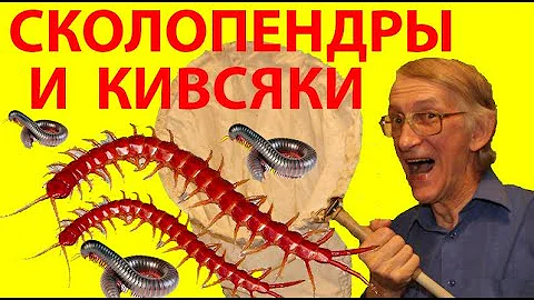 Какие Многоножки и Мокрицы Живут По Корой Опавшего Дерева? Чем Питаются Многоножки и Мокрицы?