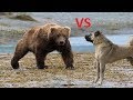 Koyunlara Saldıran Dev Ayı Kangal Köpekleri Tarafından Kovalanıyor - Kangal Dogs vs Giant Bear