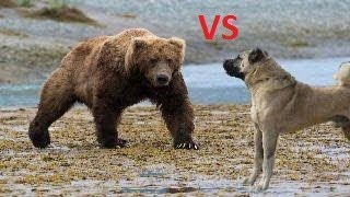 Koyunlara Saldıran Dev Ayı Kangal Köpekleri Tarafından Kovalanıyor - Kangal Dogs vs Giant Bear by Sivas Kangal TV 2,515,112 views 5 years ago 1 minute, 19 seconds