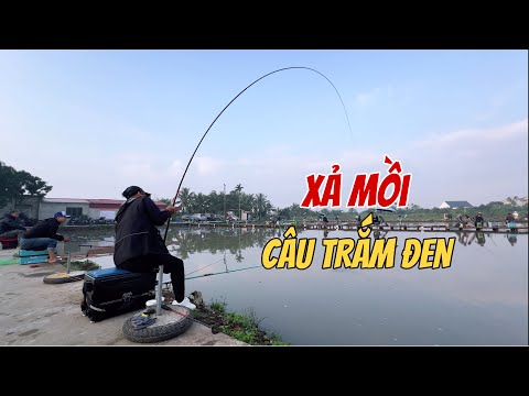 Cách Câu, Xả Mồi Câu Cá Trắm Đen Hồ Tổng Hợp