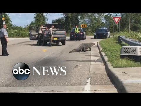 Video: Omul șopârlelor îi Terorizează Pe Locuitorii Din Carolina De Sud - Vedere Alternativă