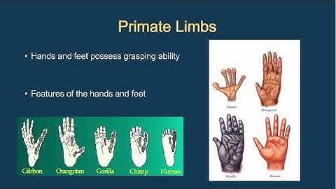 Primate Diversity Part 1