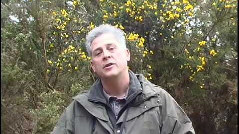 Stuart Winter talks to the BTO about the Whinchat & its sharp decline