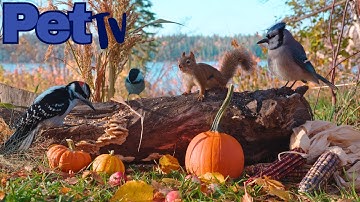 Dog TV · Cat TV - Thanksgiving Harvest 🐿️ Nature Fun for Cats, Dogs, & People