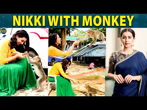 Nikki Galrani-யை பயமுறுத்திய குரங்கு | "டேய்..குரங்குப்பயலே நீ மட்டும் சாப்பிட்டா போதுமா"