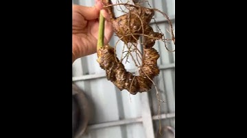 #sâm ngọc linh, #sâm Lai Châu  củ Sâm Đen chuẩn rừng Lai Châu 155gram  #sâm_ngọc_linh_rừng