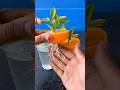 Best Way To Grow Orange Tree From Orange 100 %