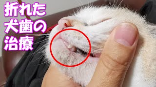 ネコ吉の犬歯牙が折れているのが見つかり、治療を行いました