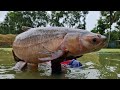 Amazing Catch Lot of Big Fish by Cast Net in Pond | New Big Cast Net Fishing #fishing