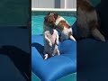 Silly Doggo Enjoying the Pool #shorts