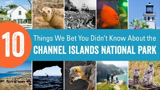 10 Things We Bet You Didn't Know About The Channel Islands National Park! 🦊 🌊 🍃