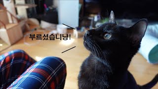 [천재묘다홍] 박수홍이 다홍이를 불렀을 때 반응은? A cat who knows his name well. smart blackcat Dahong.