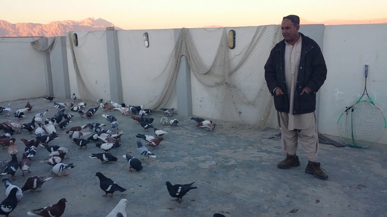 Ghulam Rind Ghulam Hussain Rind Pigeons In Quetta - YouTube