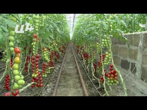 Video: Omatածր թաղանթային ջերմոցներում կամ ջերմոցներում աճեցման համար լոլիկի սորտեր