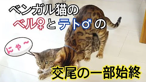 尾交mp3