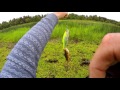 Fishing incident: a GREEDY perch attacks 20cm Onimasu lure. Рыбалка окунь атакует огромный воблер.