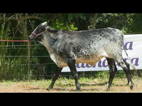 LOTE 23  FAZENDA CACHOEIRA   3358CG