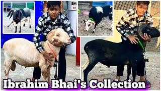 Dangal Wale Mende | Top 8 Rams in Ibrahim Bhai’s Collection at M Pathan Goat Farm