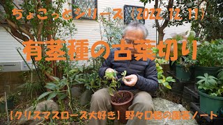 2022.12.11 有茎種の古葉切り