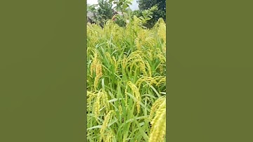 Lúa nương n...à...o...