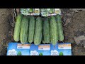 Basf nunhems india pvt ltd best cucumber   blessy cucumber number  7037117305