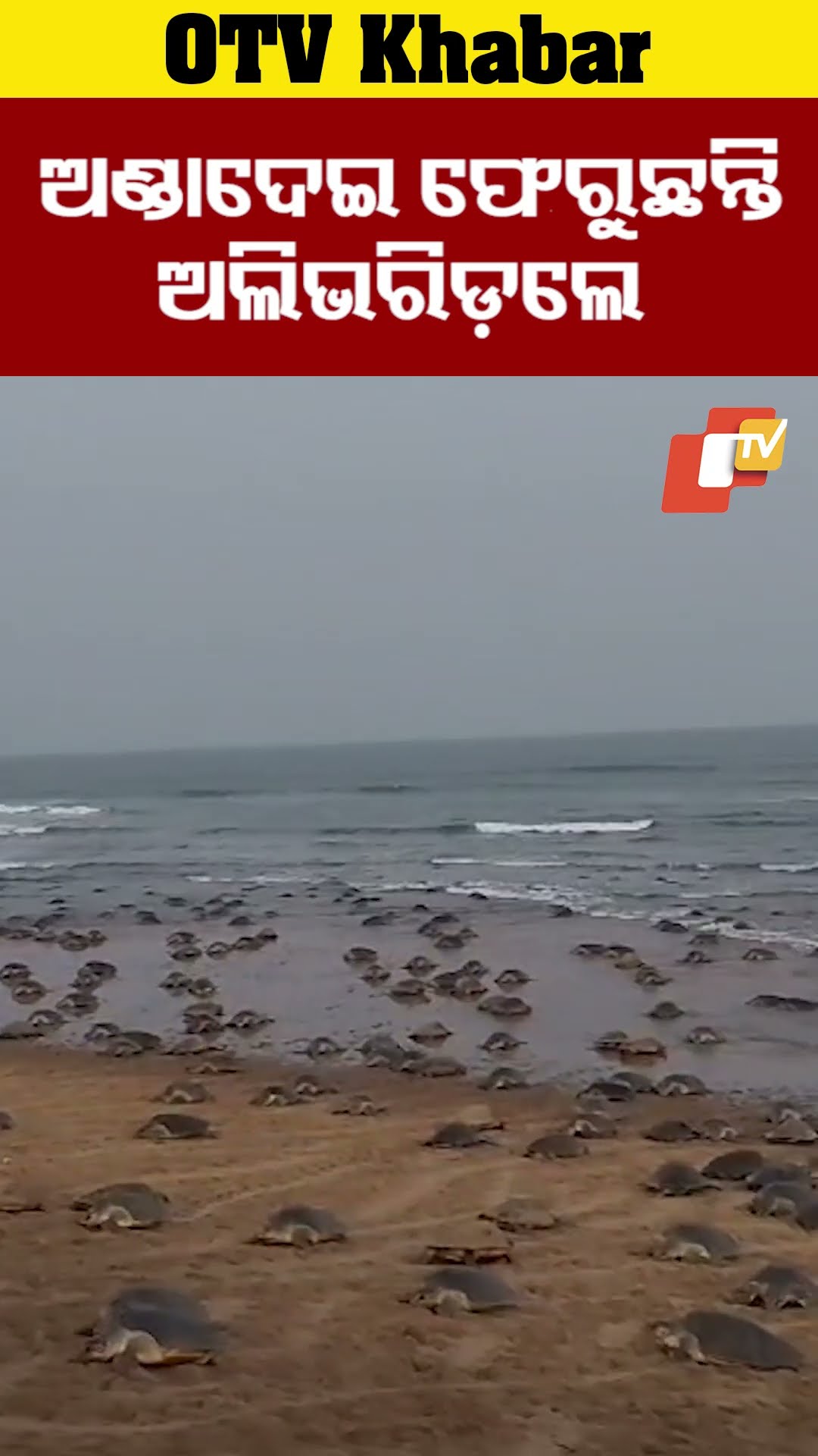 ଋଷିକୂଲ୍ୟା ମୂହାଣରେ ସମୂହ ଅଣ୍ଡାଦାନ ପରେ ସମୁଦ୍ରକୁ ଫେରୁଛନ୍ତି ହଜାର ହଜାର ଅଲିଭରିଡ଼ଲେ କଇଁଛ।  #OTV