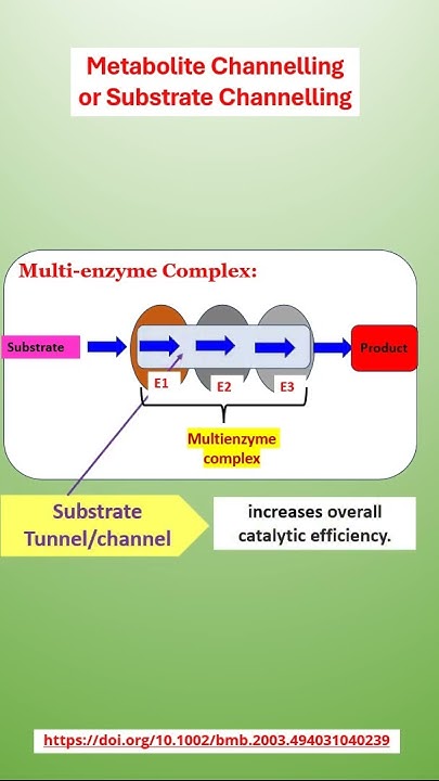What Is The Benefit Of Substrate Channeling Substrate Channeling || Multienzyme Complex #enzyme #csirnetlifescience