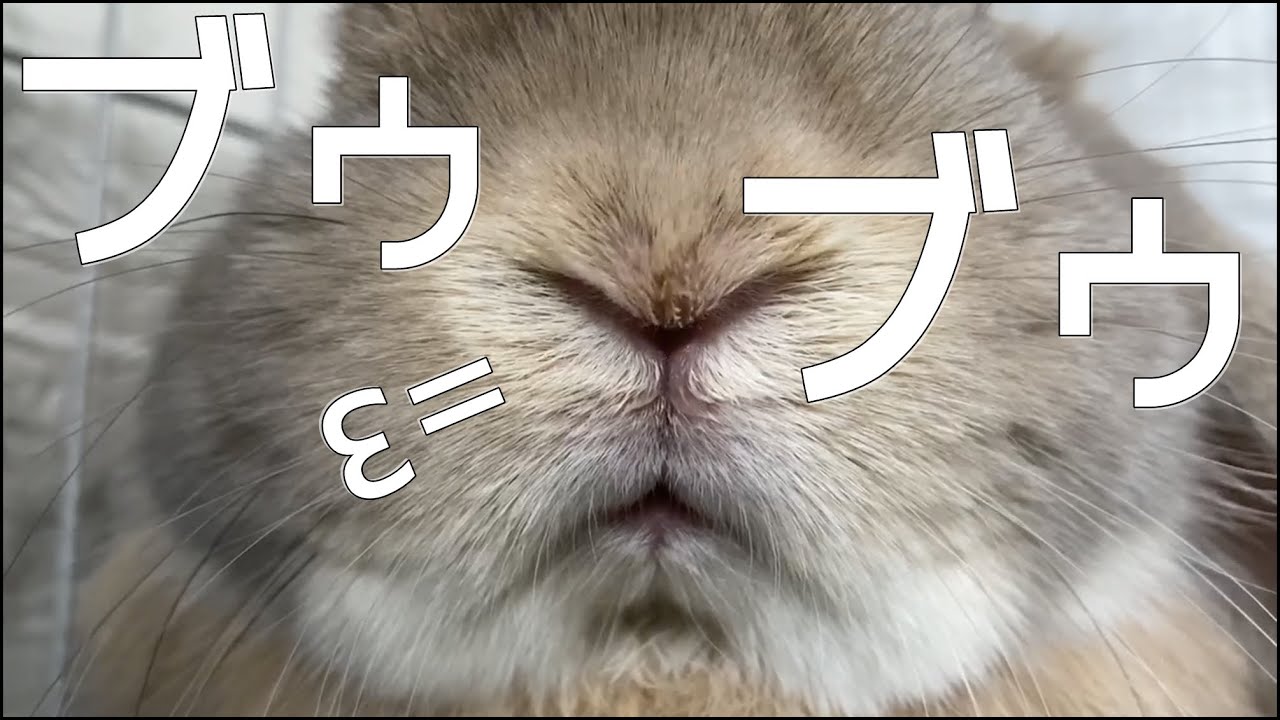 うさぎの鳴き声 嬉しくてブーブー鳴いちゃうホーランドロップ 音量注意 Youtube