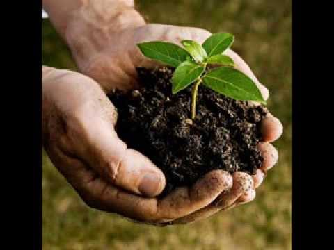 ფესვებიდან აღმოცენებული მომავალი