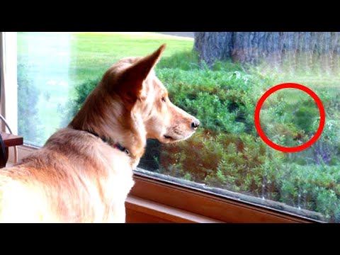 Video: Sådan holder du hunde fra at hoppe på vinduet