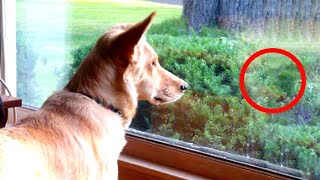 Собака не просто так смотрела в окно – ее хозяйка вызвала полицию когда узнала причину