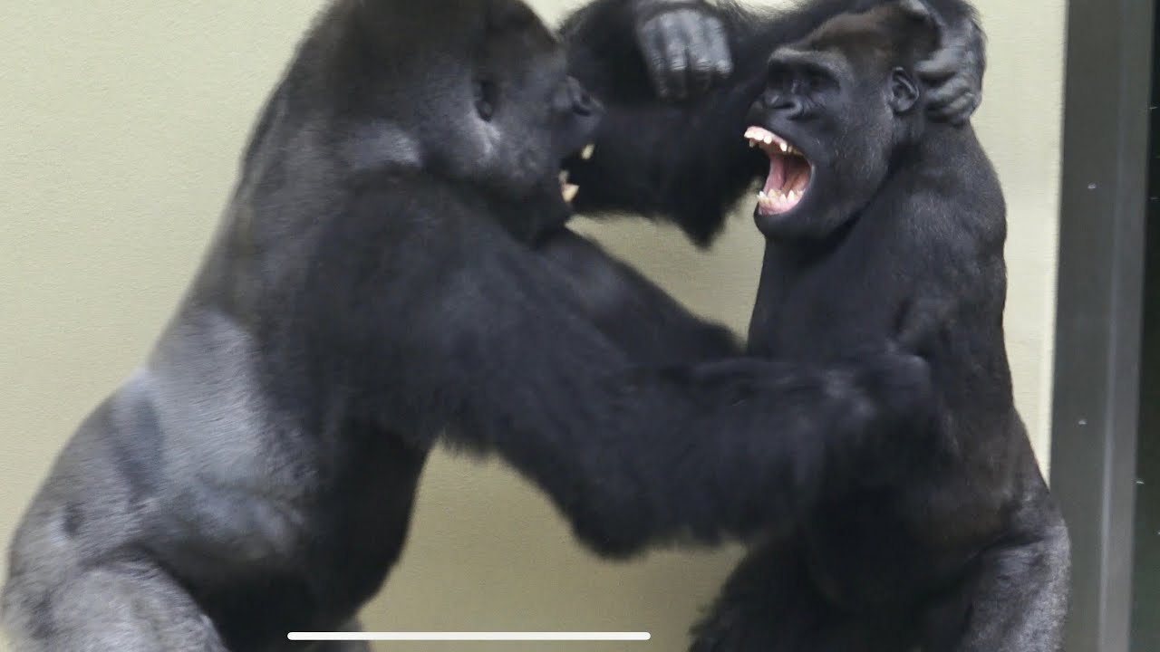  Shabani Is Jealous Of Kiyomasa And Annie 
