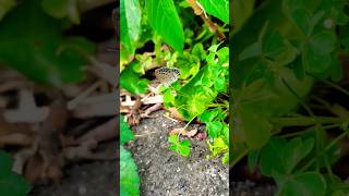 シジミ蝶Shijimi Erflyシジミ蝶 Erfly