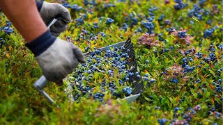 How Millions Pounds Of Wild Blueberries are Harvesting and Processing  Wild Blueberries Cultivation
